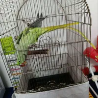 شاه طوطی نر|پرنده|مشهد, کارگران|دیوار