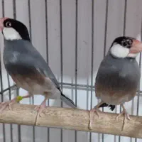 یک جفت فنج نرگسی فوق مولد معاوضه و فروش|پرنده|خرم‌آباد, |دیوار