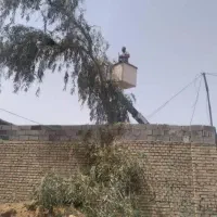 قطع نخل وهرسکاری درختان چاله زدن چمن بریدن درخت