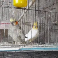 جفت عروس هلندی