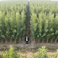 نهال صنوبر نیگرا،مناسب کاشت انبوه و درآمد میلیاردی|خدمات باغبانی و درختکاری|سقز, |دیوار