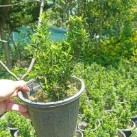 نعنایی سبز