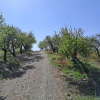 باغ بادام مامائی|فروش دفتر صنعتی، کشاورزی، تجاری|زاینده رود, |دیوار