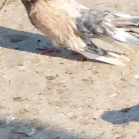 کبوتر کله ای