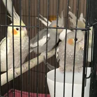 عروس هلندی.عروس هلندی نر و ماده جوجه عروس|پرنده|قم, پردیسان|دیوار