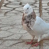 کبوتر طوقی