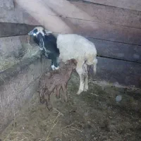 گوسفند با بره نر