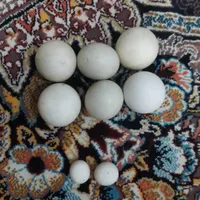 سنگهای زینتی|جواهرات|مرودشت, ژیان|دیوار