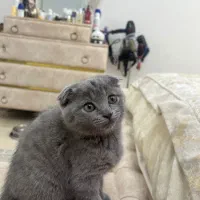 گربه اسکاتیش