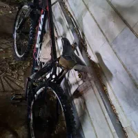 دوچرخه VIVAتایلندی|دوچرخه، اسکیت، اسکوتر|تهران, آهنگ|دیوار