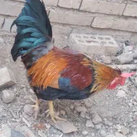 مرغ و خروس لری