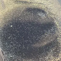 فروش بذر تره وارزن|خدمات باغبانی و درختکاری|مبارکه, |دیوار