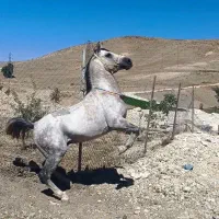 اسب درج یک کرد سواری پنج ساله|اسب و تجهیزات اسب‌سواری|کوهرنگ, |دیوار