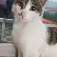 واگذاری گربه مهربون