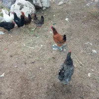 6 عدد مرغ محلی تخم گذار سالم