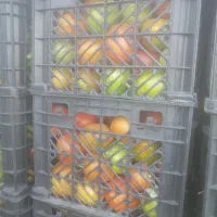 فروش گوجه قرمزوسبزدورنگ...