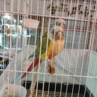 طوطی گیرینچیک مولد|پرنده|اسلامشهر, شهرک قائمیه|دیوار