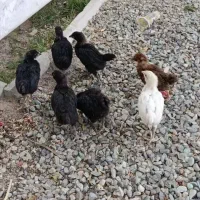 جوجه مرندی 7 عدد