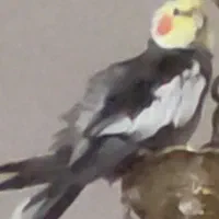 عروس هلندی گمشده