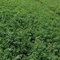 سبزی خورشتی خوراکی با اب چاه بهداشتی کیلوی ۵۰ هزار