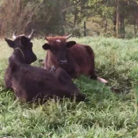 فروش لیشه|حیوانات مزرعه|لاهیجان, آهندان|دیوار