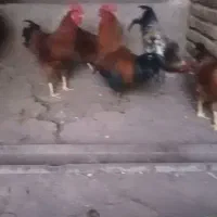 حیوانات مزرعه