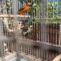 قناری ماده ونرفاز5خیابون پاسداران روبروی کوچه 6|پرنده|فسا, |دیوار