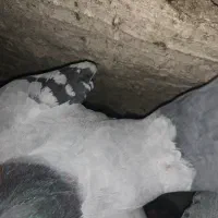 پلاکی|پرنده|دهدشت, |دیوار