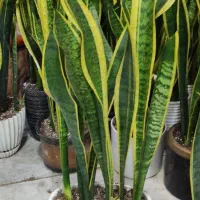 گیاه سانسوریا شمشیری