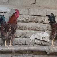 خروس|پرنده|تهران, جوانمردان (اندیشه)|دیوار