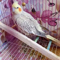 عروس هلندی، نر