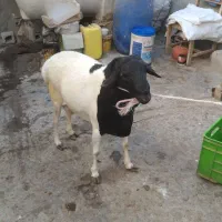 غوچ|حیوانات مزرعه|قشم, |دیوار