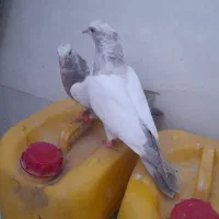 جوجه کفتر پرشی دو جفت