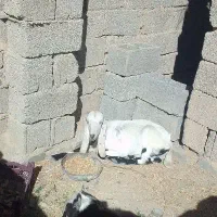 گوسفند فروشی گتاچ