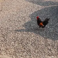 خروس محلی|حیوانات مزرعه|رشت, حومه رشت|دیوار