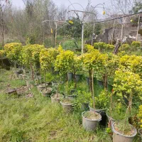 شمشاد پیوندی