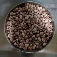 لوبیا چیتی درجه یک
