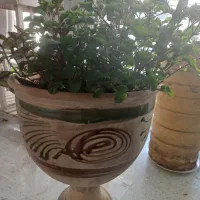 گل طبیعی رویا|گل و گیاه طبیعی|مشهد, زمانه|دیوار