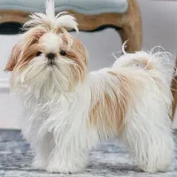 واگذاری یک سگ با نژاد شیتزو