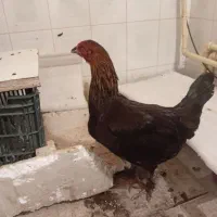 مرغ محلی تخم گذار سه عدد