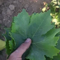 برگ مو انگور دلمه