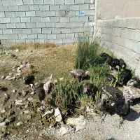 بوقلمونبرافروش