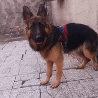 حیوانات خونه