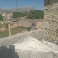 کفتر|پرنده|فارسان, |دیوار