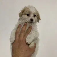 شیتزو‌ عروسکی ۲ ماهه سایز ریز