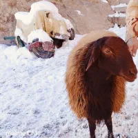 قوچ سه قلو زا هترو