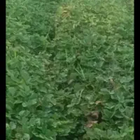 نهال توت فرنگی سابرینا اصل