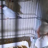 فنچ نرگسی مولد|پرنده|تهران, نگین غرب|دیوار