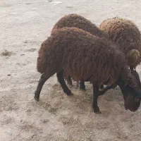 بره ماده شیر مست دورگ 6ماهه از تولید به مصرف