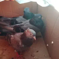 کبوت. ر|پرنده|خورموج, |دیوار